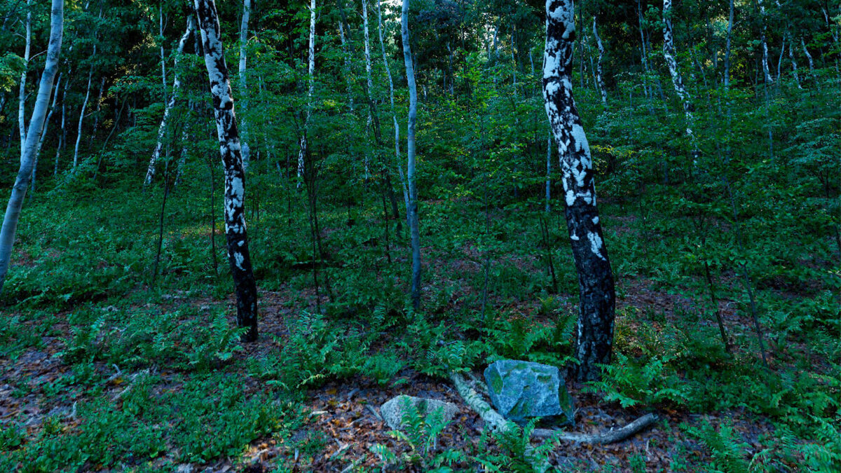 View of a realistically rendered forest.